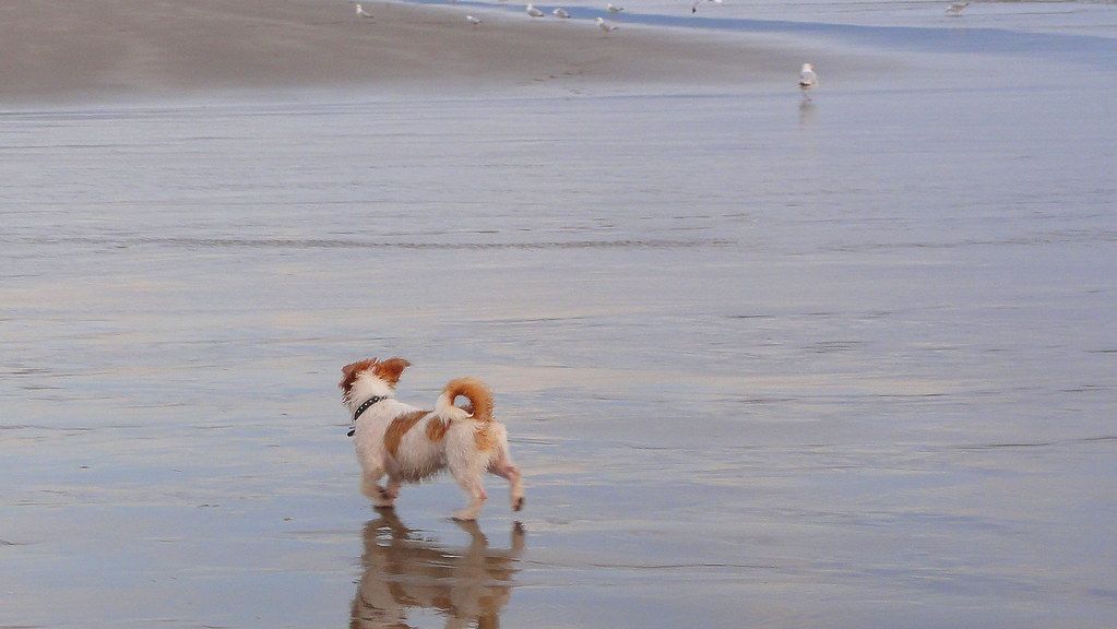 Meg and Bertie on the beach at Sunnysands, Barmouth. 2012.