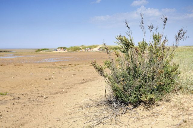 Dunes on the northern edge of Stiffkey saltmarsh