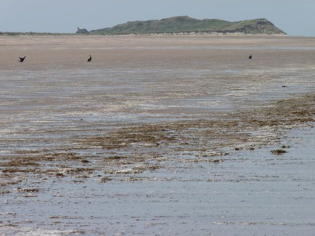 Scolt Head Island: cormorants on the beach
