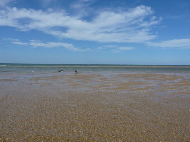 Two dogs in the sea