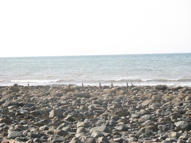 Denizens of the Beach