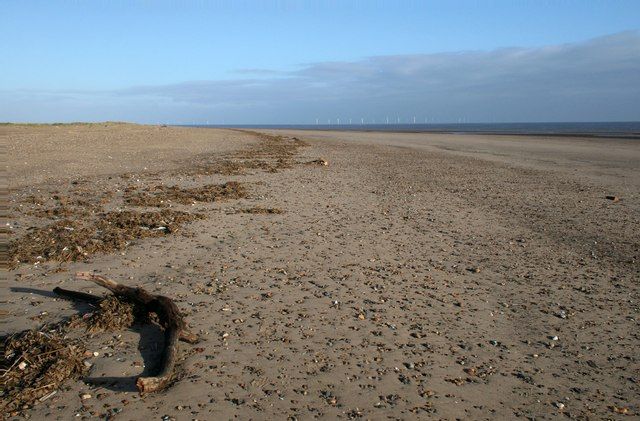 Branch on the beach