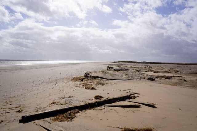Driftwood at the shoreline