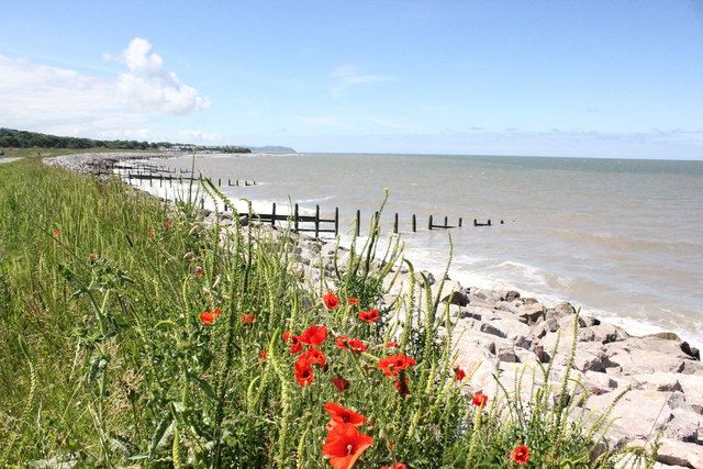 Poppies at Hen Wrych