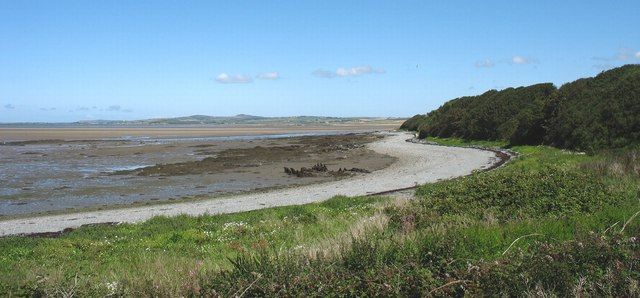 Solitary cockler on the shores of Afon Alaw