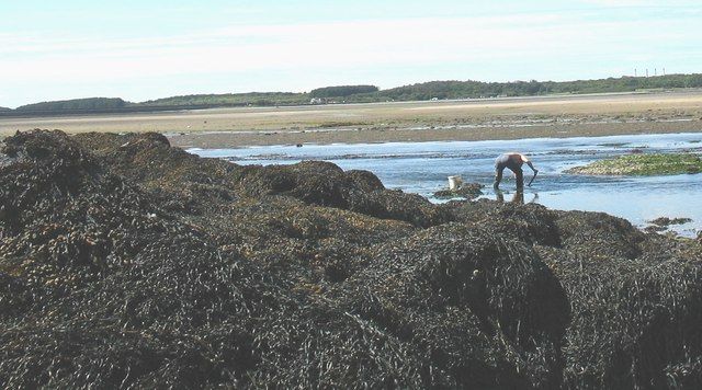 Seaweed covered rocky reef