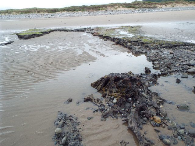 Submerged Forest and peat exposed at low tide on Morfa Beach, Conwy.