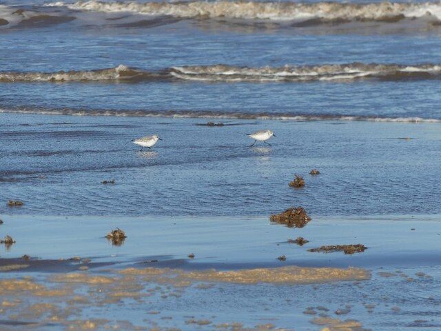 Trotting along Theddlethorpe Beach