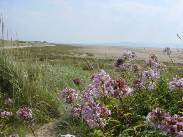 Wildflowers at Hoylake Beach