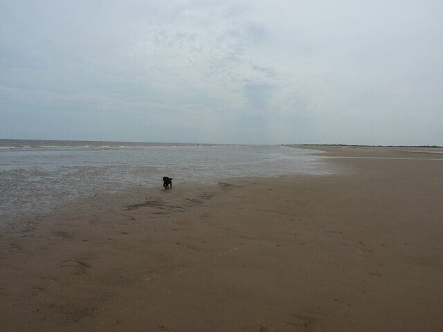 Daft Dog comes toddling back on the beach