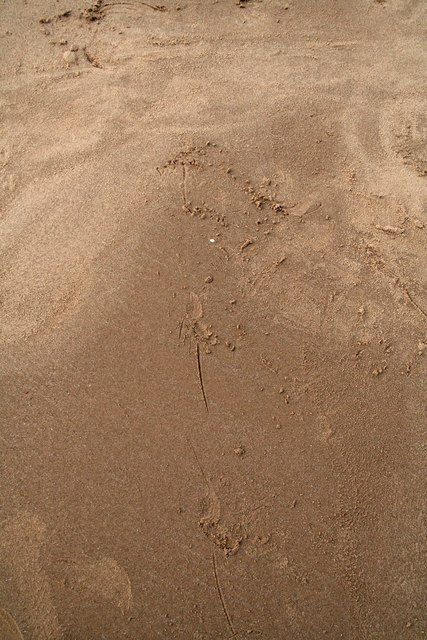 Crossed tracks: Grey Seal tracks on the beach near Merrikin's Pullover