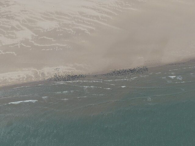 Seals on the beach at Donna Nook: aerial