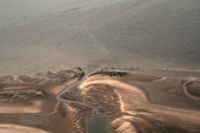 Seals at the seaside: on the low water line near Donna Nook (aerial 2015)