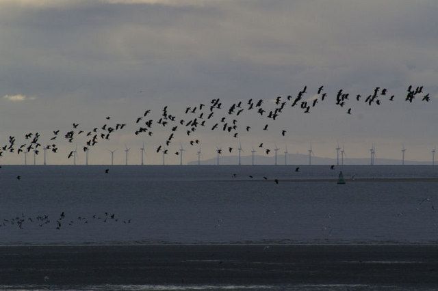 Lapwings over the shore