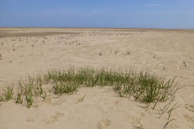 Tufts of sea grass