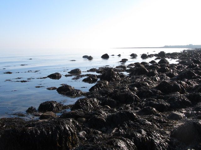 Kelp covered stones at Ballymartin Beach