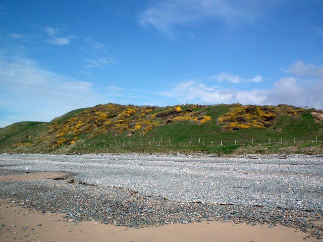 Gorse covered cliff