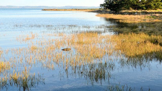 The loughshore near Comber (12)