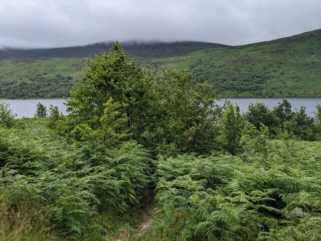 Forest road descending towards shore of Ennerdale Water