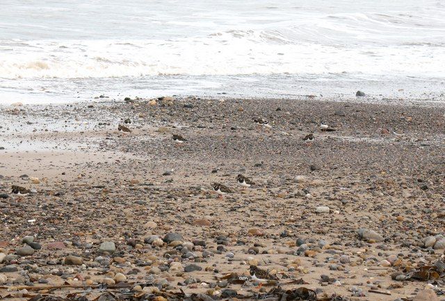 Waders on the beach