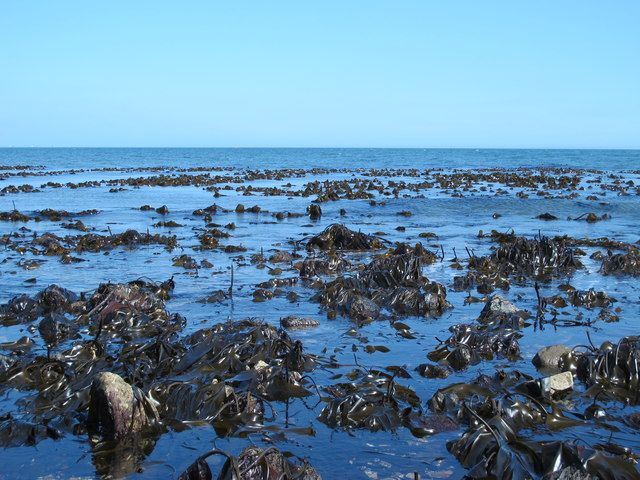 Exposed rocks east of the South Gare Breakwater at low tide (3)