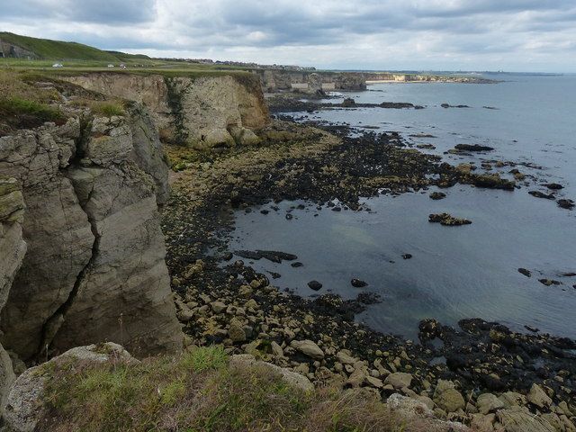 Seabirds on the cliffs at Marsden Bay