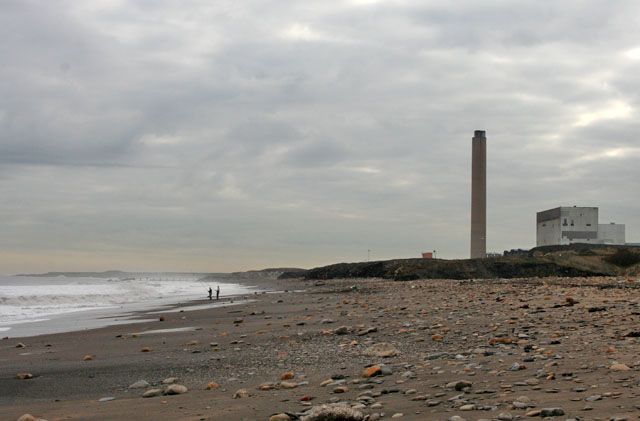 Horse above Lynemouth Bay