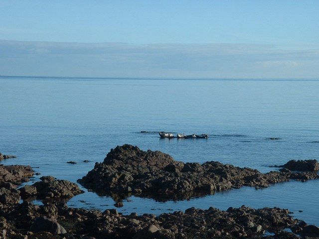 Seals in Dunaverty Bay