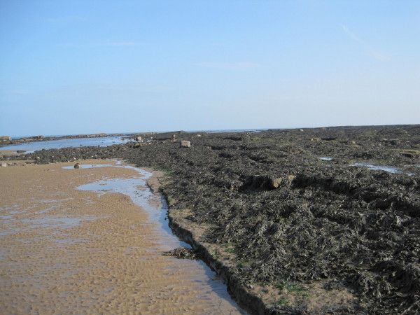 Bondi Carrs, Druridge Bay