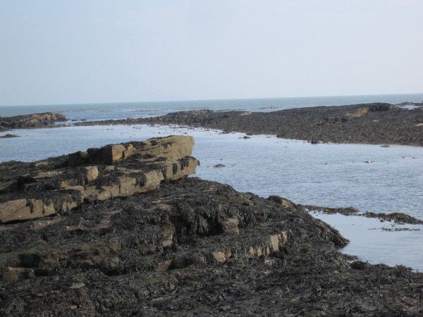 Bondi Carrs, Druridge Bay