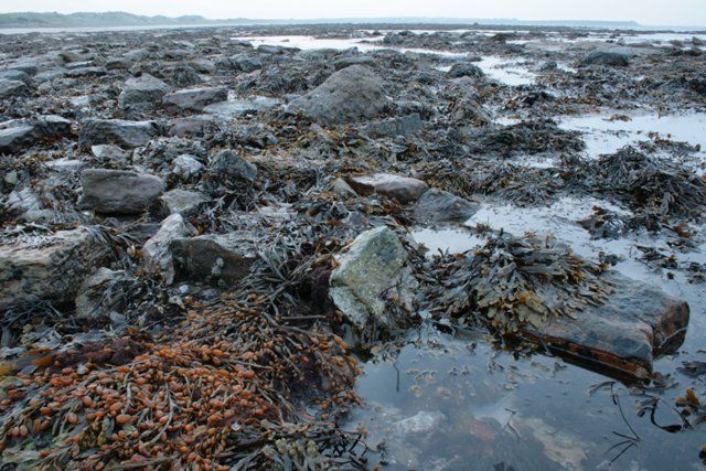 Annstead Rocks, Low Tide, Dusk