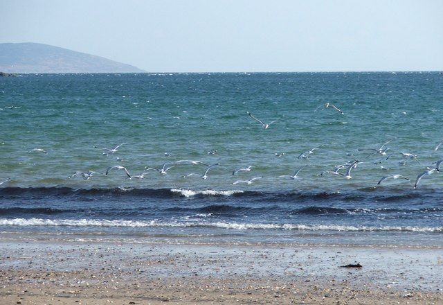 Gulls take to flight Carradale Bay.