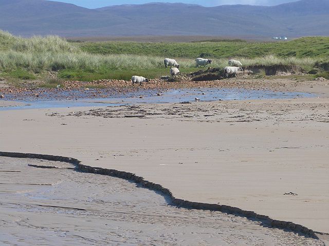 Sheep by the beach