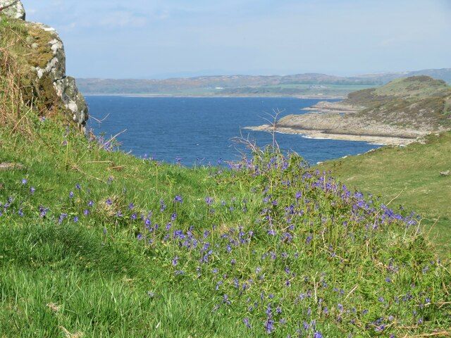 Bluebells above the bay