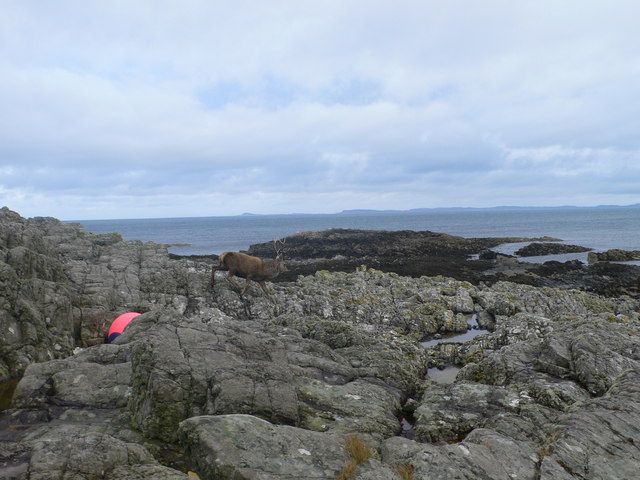 Red deer stag on the rocky shoreline at Rubha Lang-aoinidh