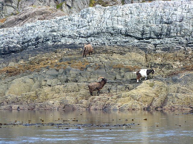 Wild goats on the shore
