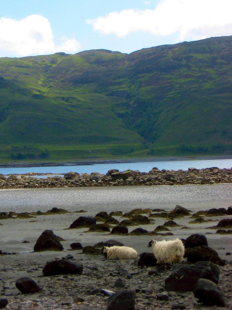 Sheep on Laggan Beach