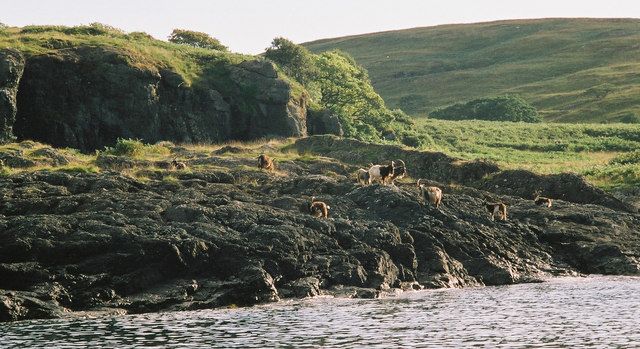 Goats, north side, entrance to Loch Spelve, Mull