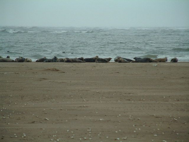 Seals on a sand bank