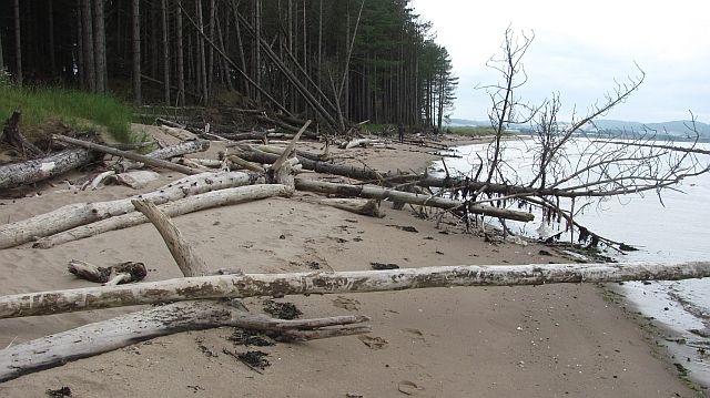 Coastal erosion, Tentsmuir Forest