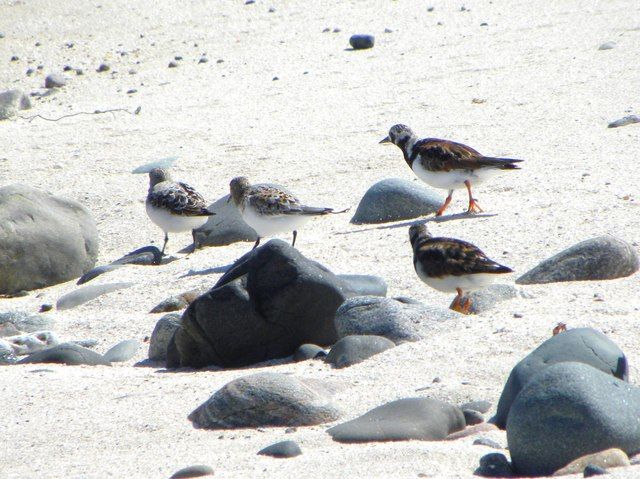 Waders on the beach