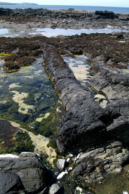 Fossil tree on the foreshore