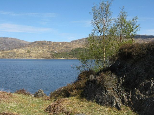 Birch tree by the shore of Loch Ailort