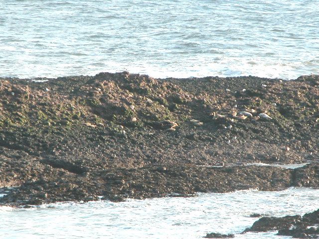 Seals on the shore at Catterline, Aberdeenshire