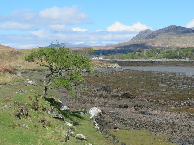 Lone tree by the shoreline