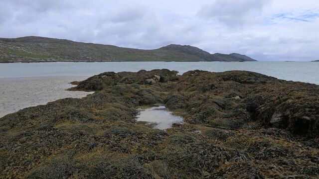 Seaweed covered rock, Bàgh Mòr, South Uist