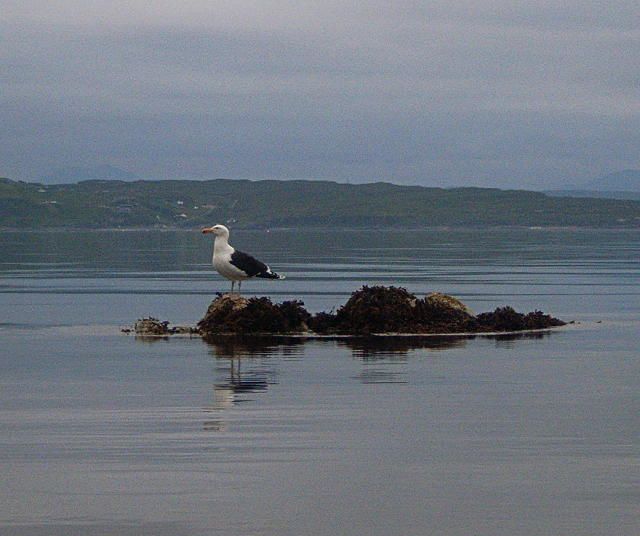 Seagull on a rock