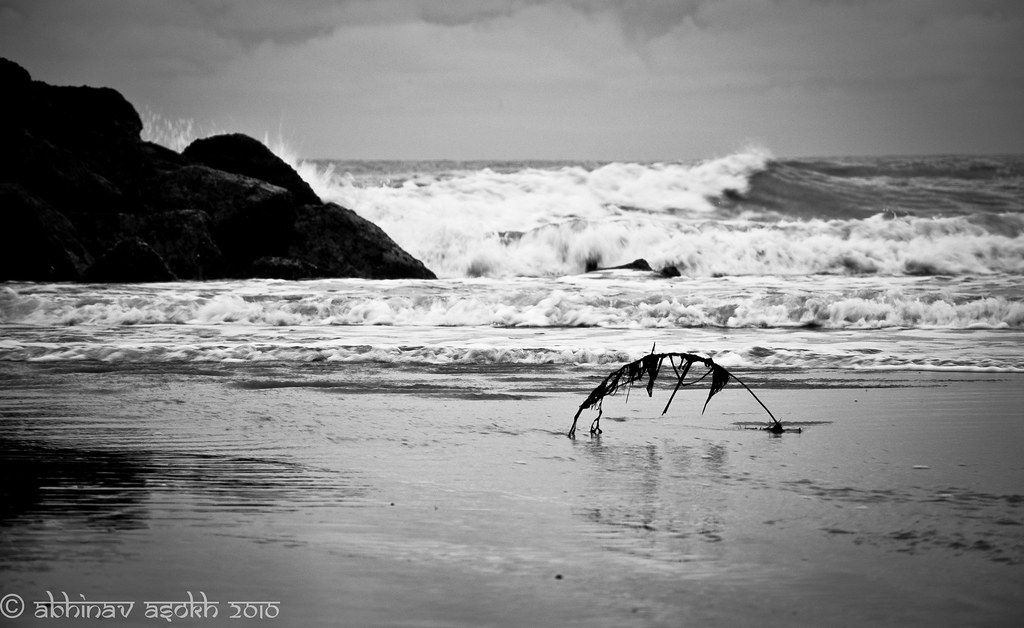 A Dying Fern and the raging Sea