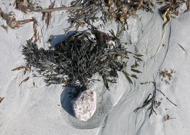 Seaweed on a stone