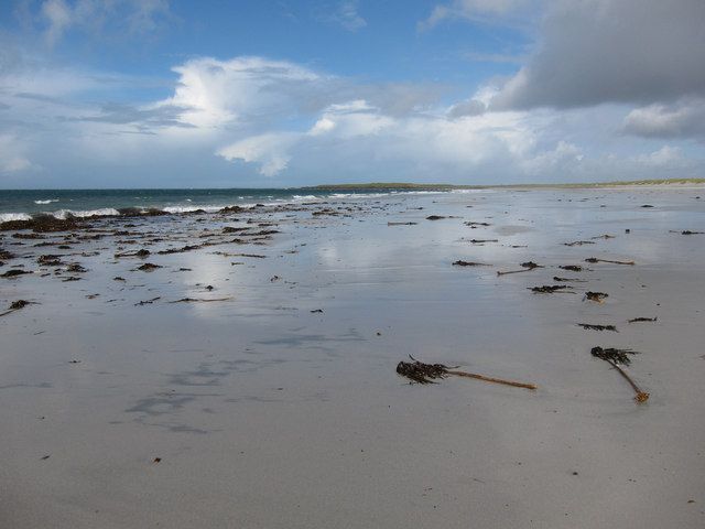 Kelp on the beach